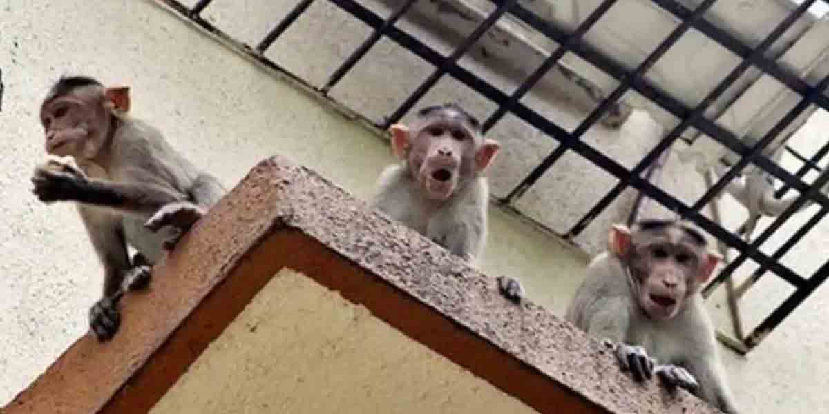 Monkeys attack: కోతుల దాడిలో బీజేపీ నాయకుడి భార్య మృతి