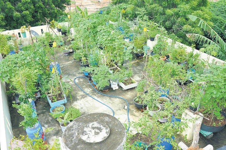 జ్ఞాపకాలకు దూరంగా.. మొక్కలే ప్రాణంగా