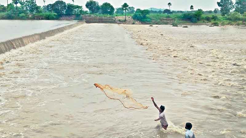 చెక్‌ డ్యాముల్లో చేపల వేట!