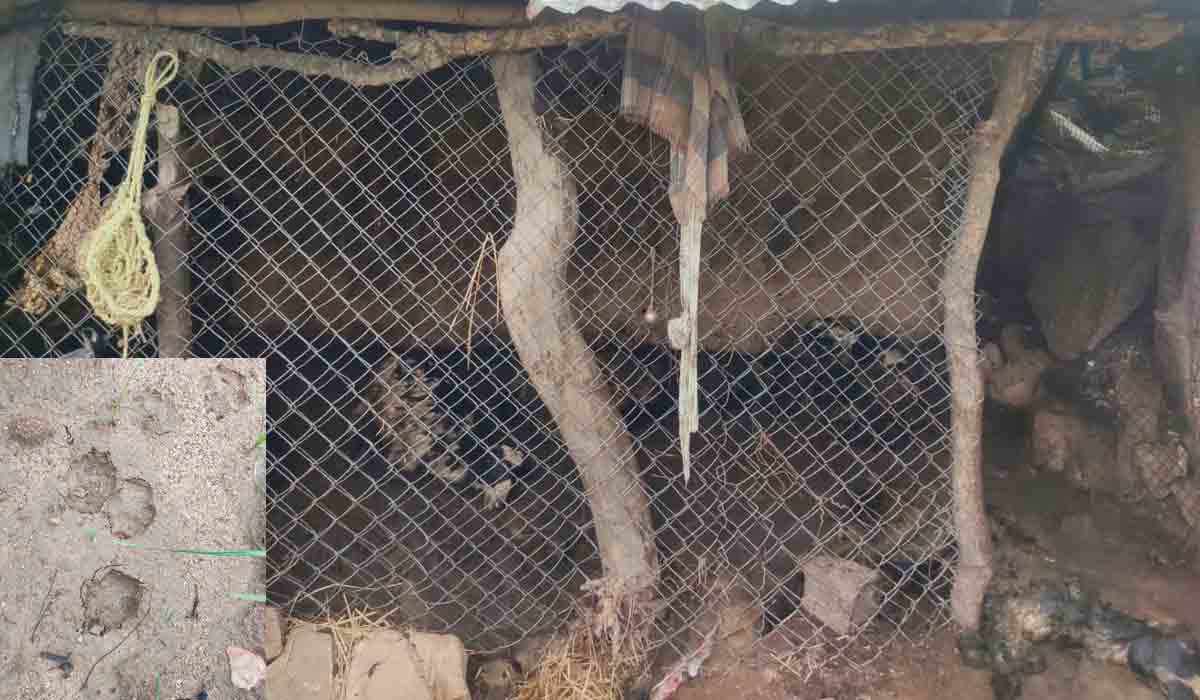 నాగర్‌కర్నూల్‌లో గొర్రెల మందపై చిరుత దాడి..