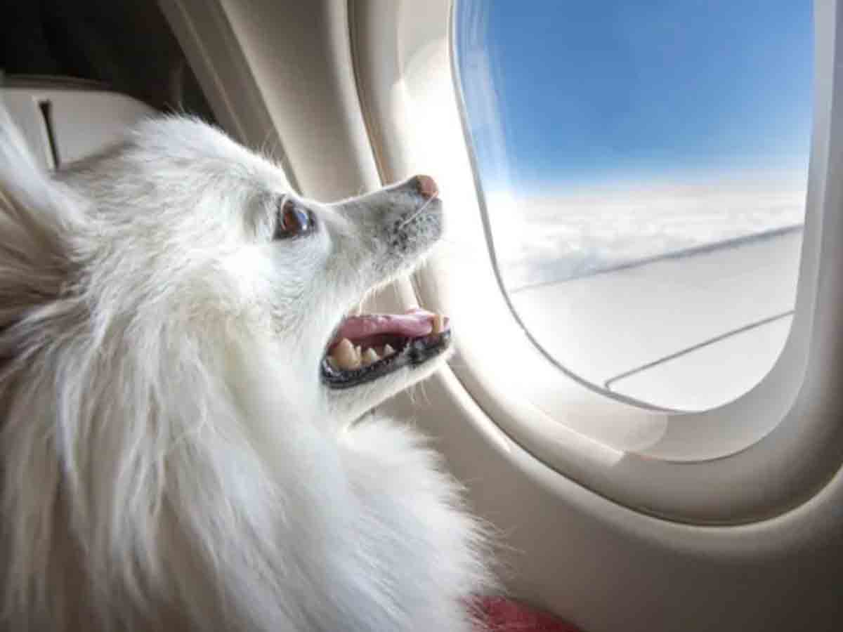 పెంపుడు కుక్క కోసం.. బిజినెస్‌ క్లాస్ క్యాబిన్‌ మొత్తం బుక్‌ చేసిన యజమాని