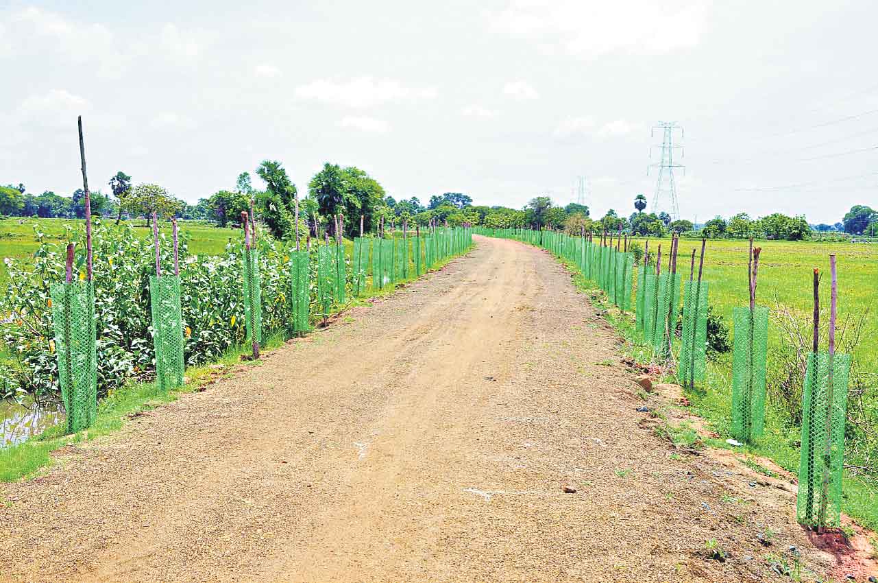 447 కిలోమీటర్ల ఎవెన్యూ ప్లాంటేషన్‌