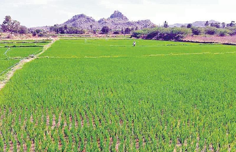 తెగుళ్ల నివారణకు జాగ్రత్తలు