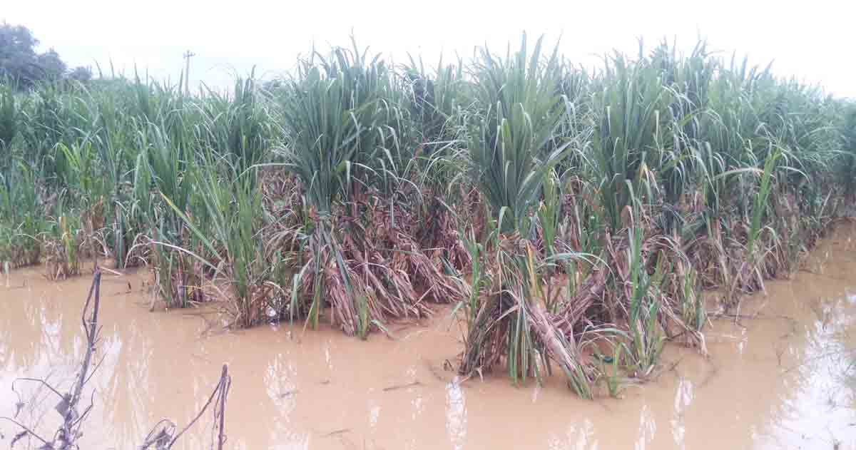 నీట మునిగిన పంటలు