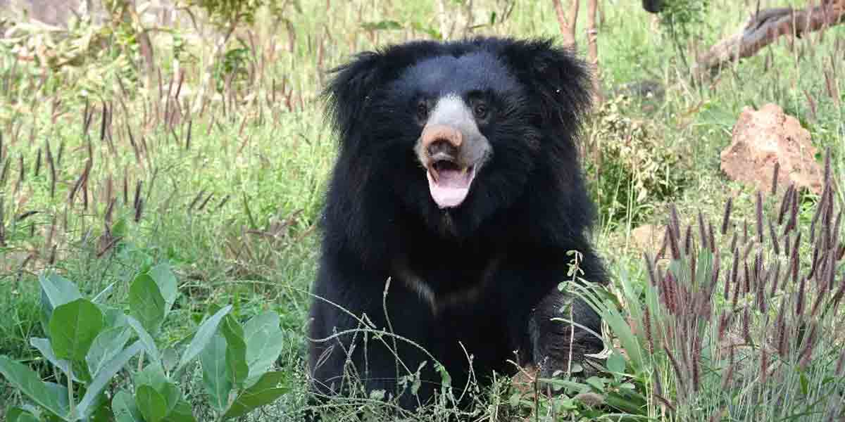 Bear attack | ఎలుగుబంటి దాడిలో వ్యక్తికి తీవ్ర గాయాలు.. మెదక్ జిల్లాలో ఘటన