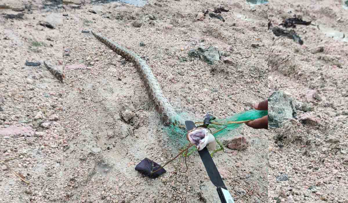 చేపల వలకు చిక్కిన కొండచిలువ.. తర్వాత ఏమైందంటే?