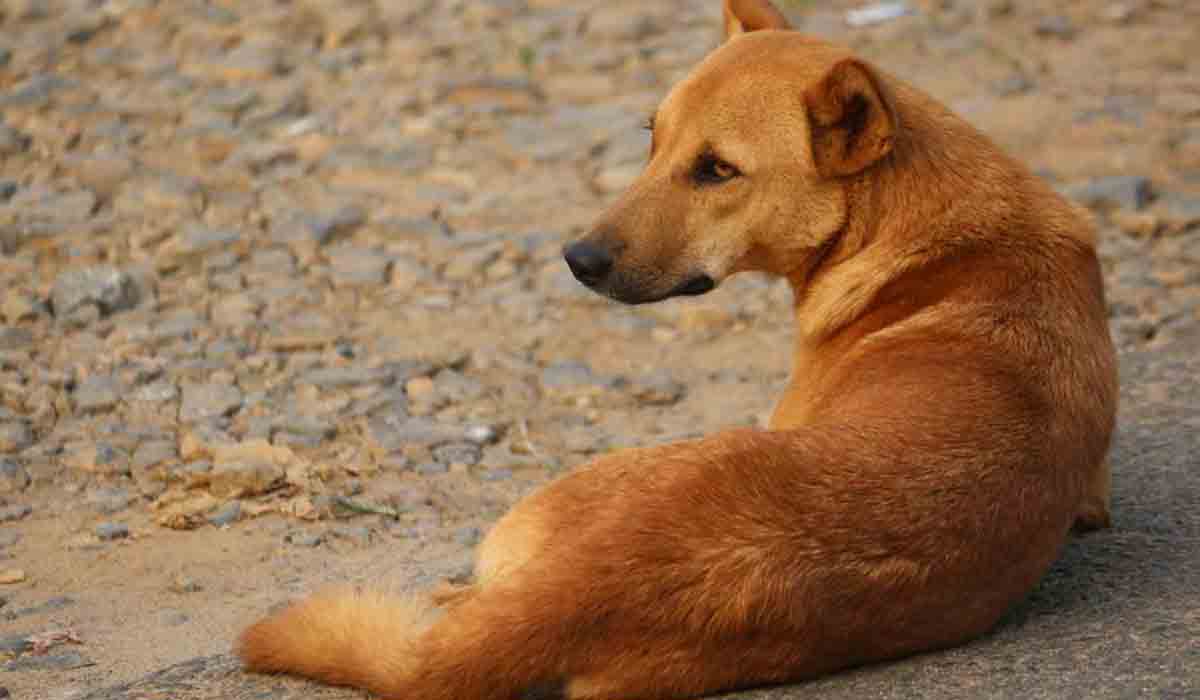 వీధి కుక్క‌పై లైంగిక‌దాడి.. ఎఫ్ఐఆర్ న‌మోదు
