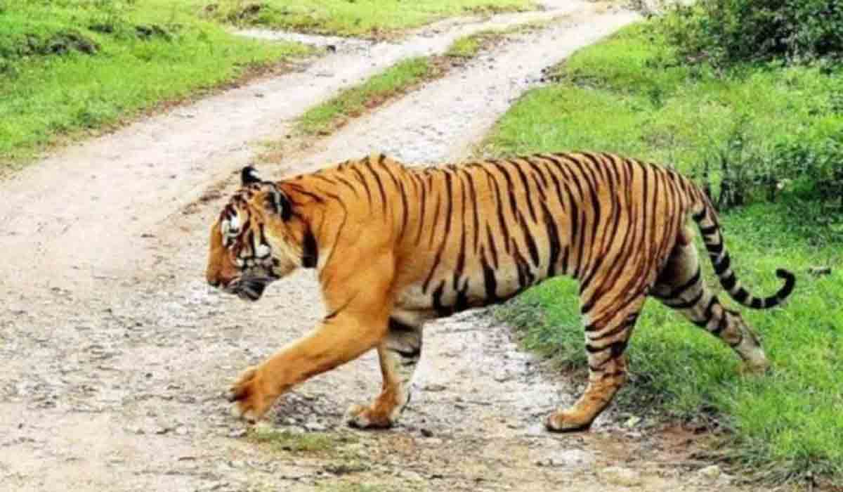 భద్రాద్రిలో పులి సంచారం.. ఆందోళనలో రైతులు