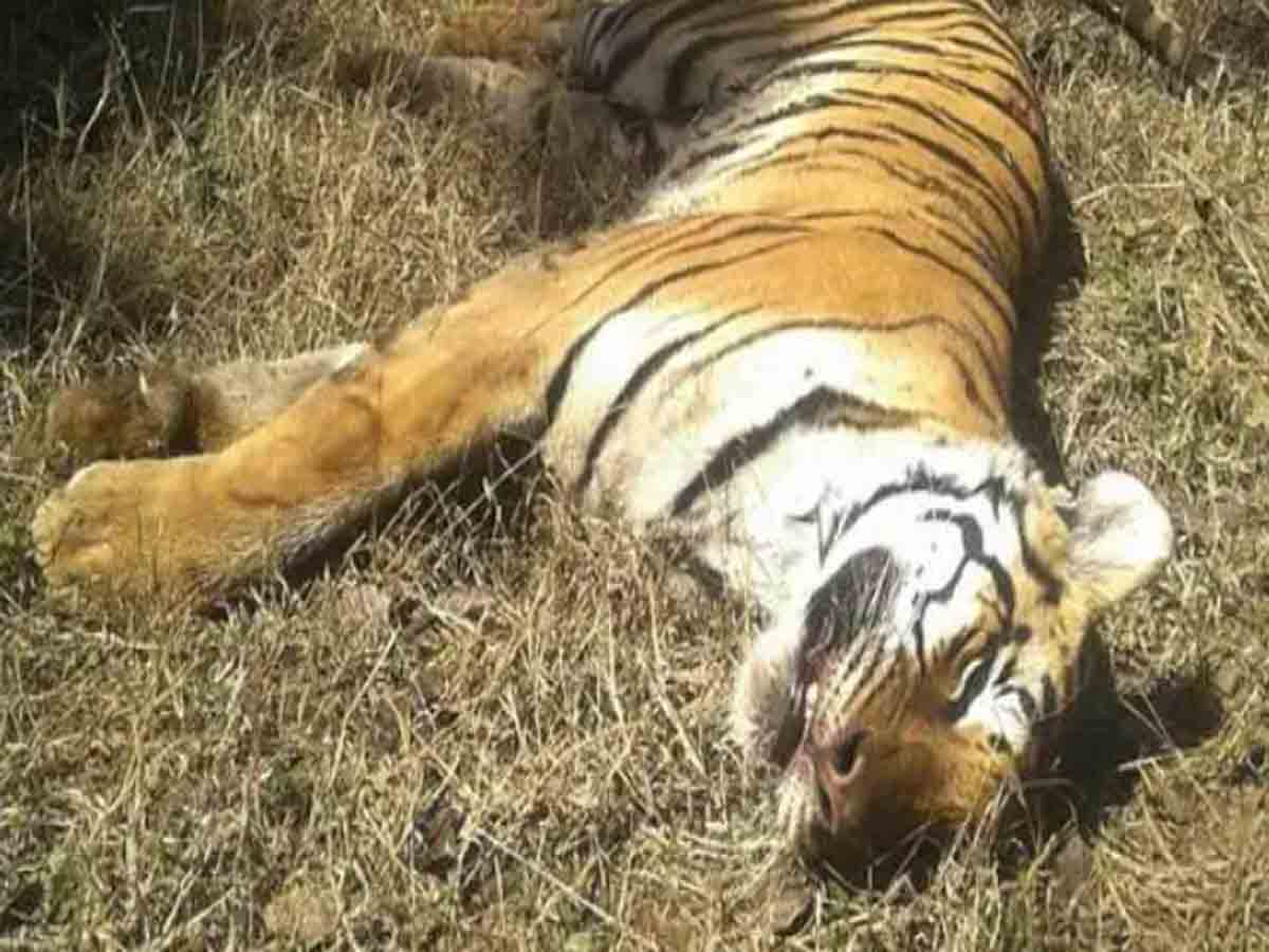 దారుణం: పులిని చంపి.. బండరాళ్లు కట్టి బావిలో పడేశారు