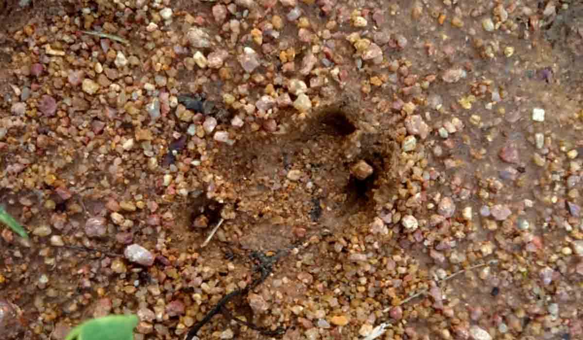 జగిత్యాల జిల్లాలో పెద్దపులి కలకలం..