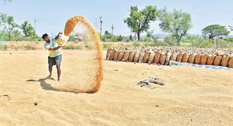 దొడ్డు వడ్లపై దొంగచూపు