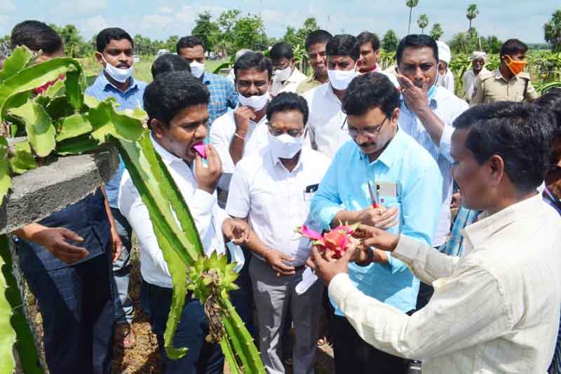 డ్రాగన్‌ ఫ్రూట్‌ సాగును విస్తరిస్తాం