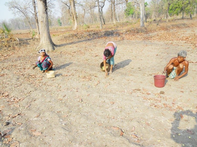 సరికొత్త పద్ధతిలో అటవీ ఉత్పత్తుల సేకరణ