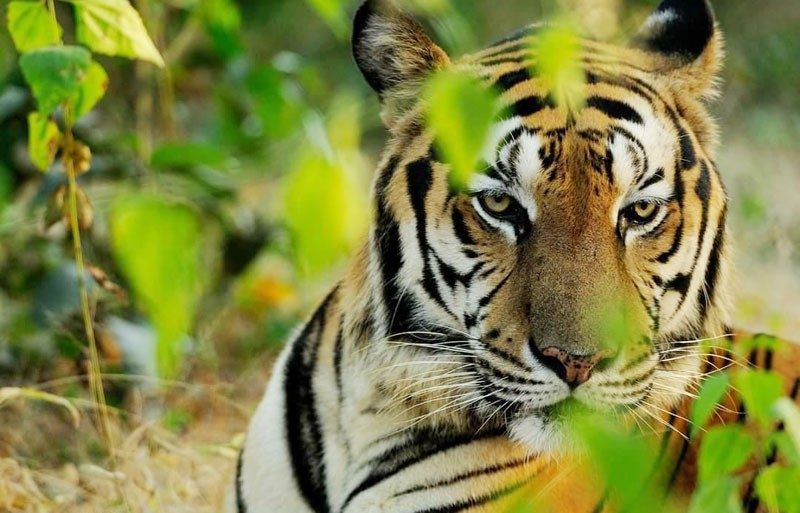 ఆవాసం కోసం మళ్లీ అడవికి