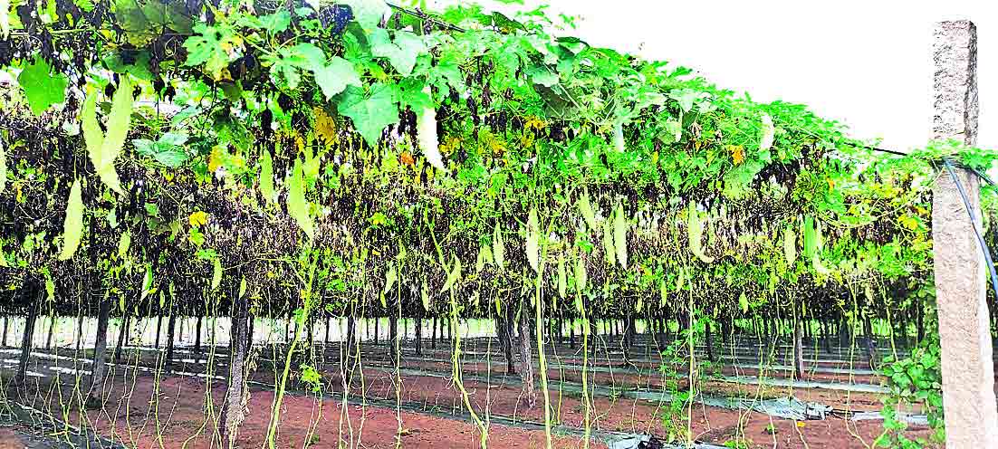 లాభాల కూరగాయలు…