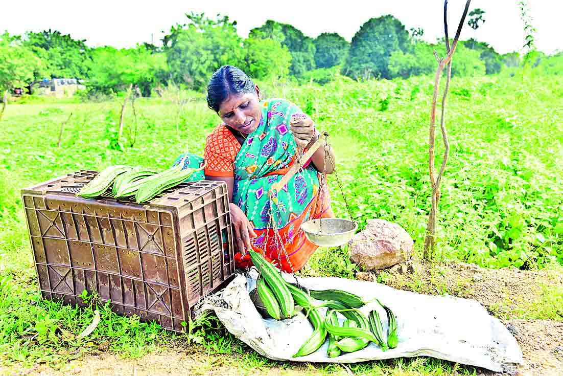 కౌలు తీసుకొని లాభాలు పండిస్తూ..