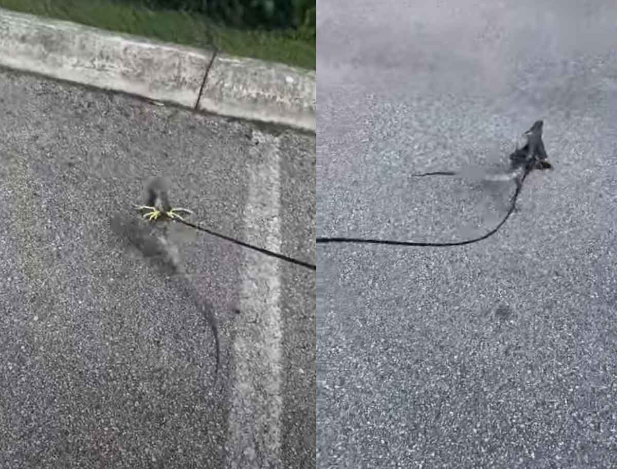 Viral Video : పెంపుడు బ‌ల్లిని వాకింగ్‌కు తీసుకెళ్లాడు.. దాన్ని చూసి అంద‌రూ షాక్‌..!