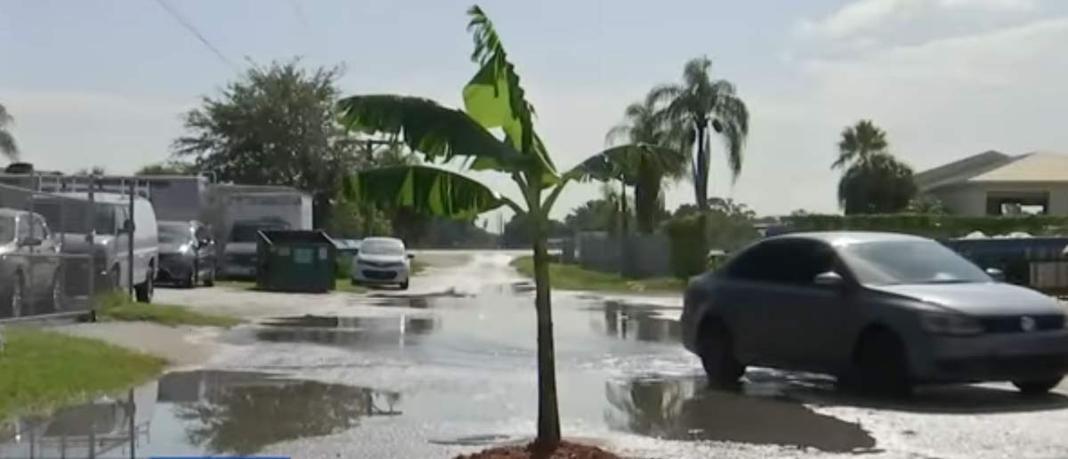 Pothole : రోడ్డు మీద గుంత కనిపించింది.. అరటి చెట్టు నాటేశాడు.. వైరల్ వీడియో