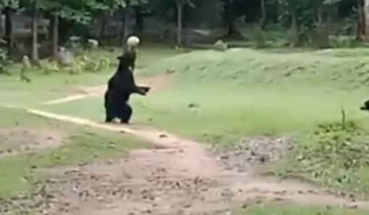 ఒడిశాలో ఫుట్‌బాల్ ఆడుతున్న ఎలుగు బంట్లు.. వీడియో