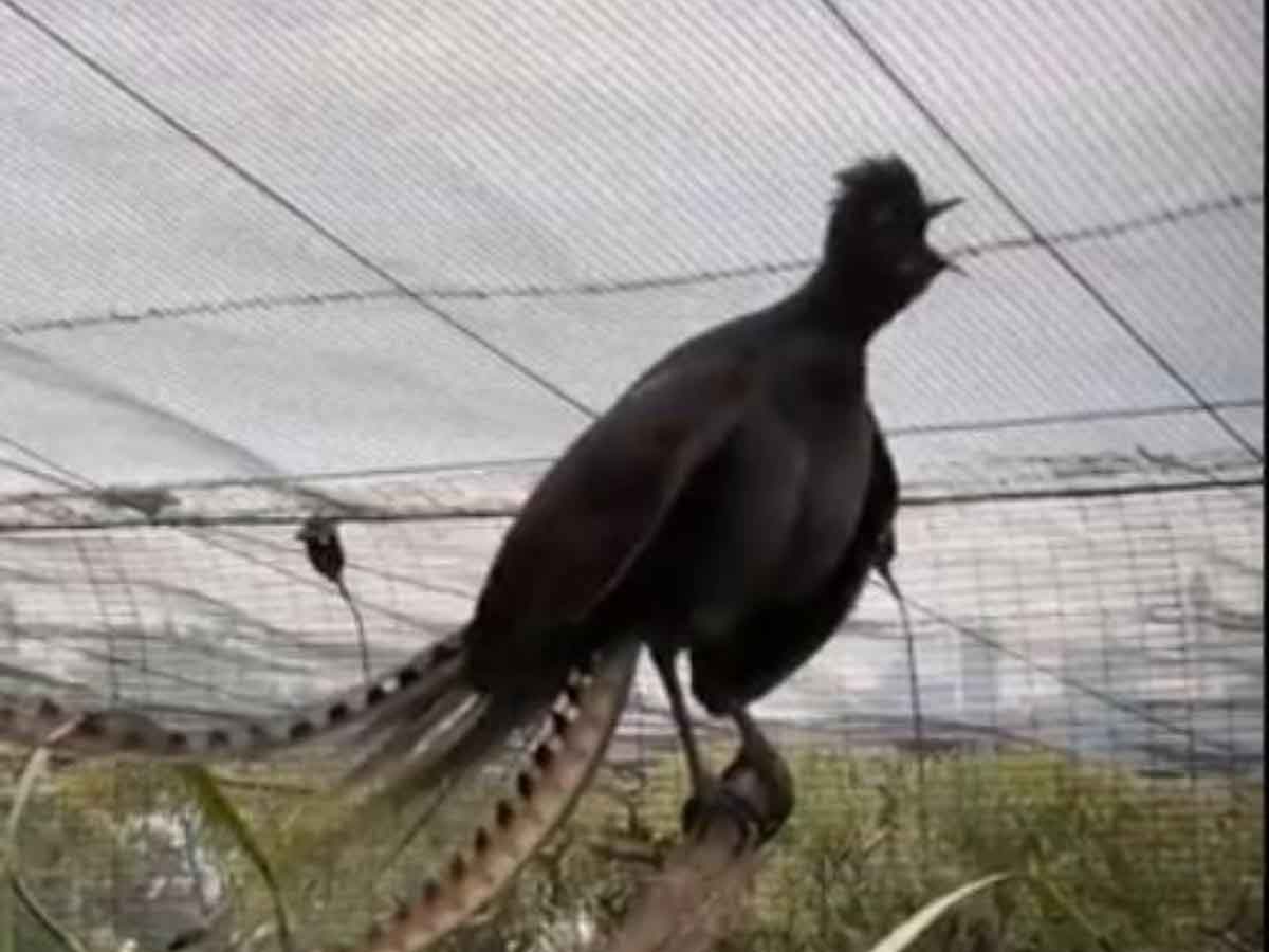Mimicry Bird : ప‌సిపాప‌లా ఏడుస్తూ మిమిక్రీ చేస్తున్న ప‌క్షి.. అవాక్క‌వుతున్న నెటిజ‌న్లు
