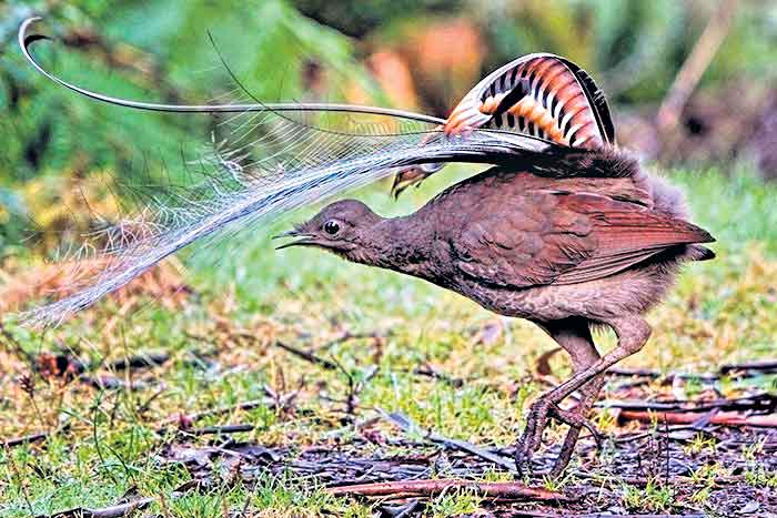 బుడ్డోడి ఏడుపు.. పక్షి మిమిక్రీ