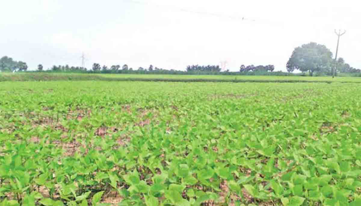 Khammam | యాసంగిలో ఆరుతడి పంటల సాగుతో రైతులకు మేలు..