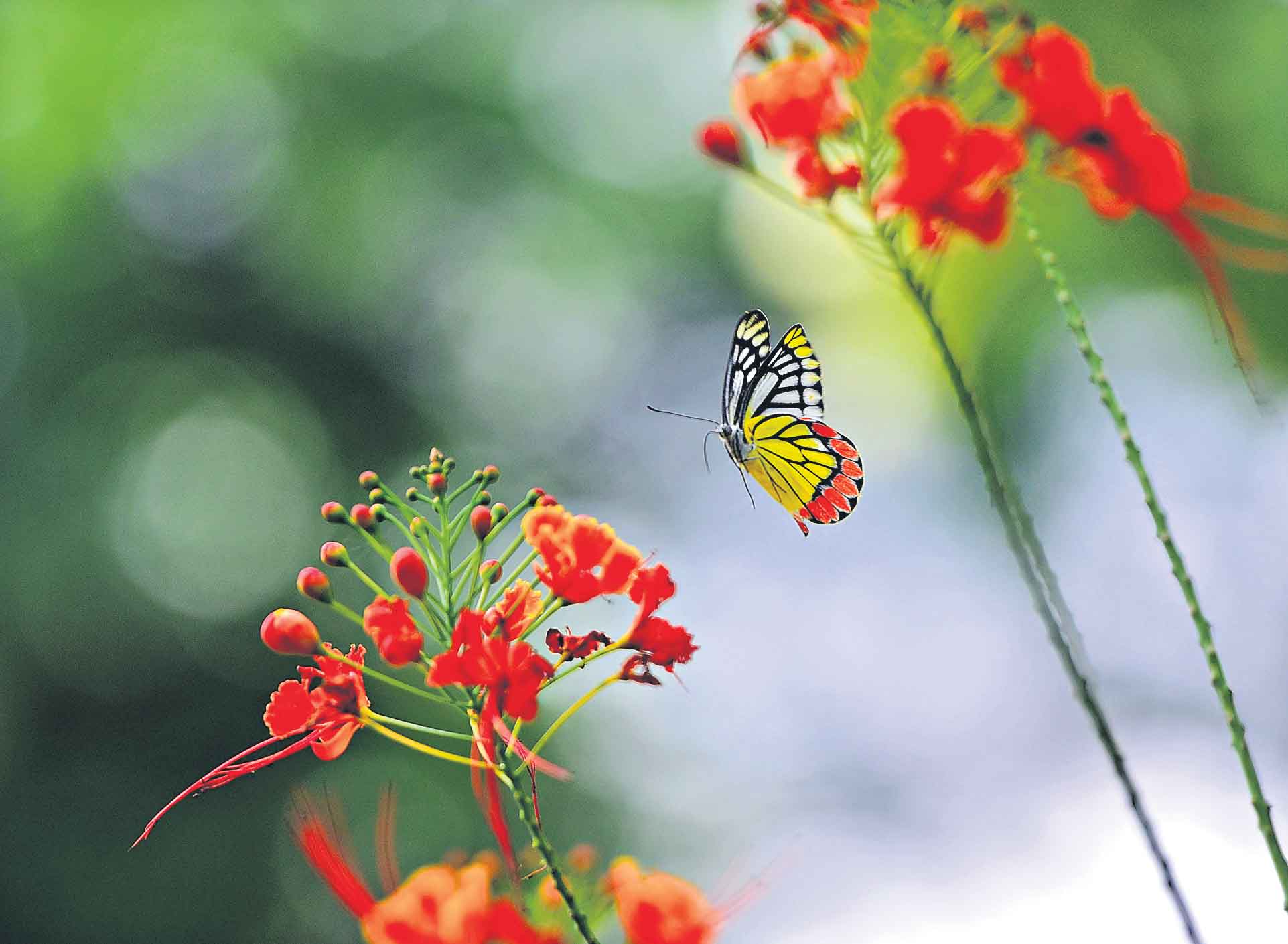 ఓయూలో సీతాకోకచిలుకల తోట