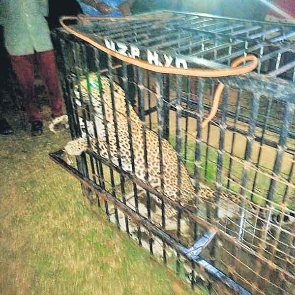 ఎట్టకేలకు చిక్కిన చిరుత