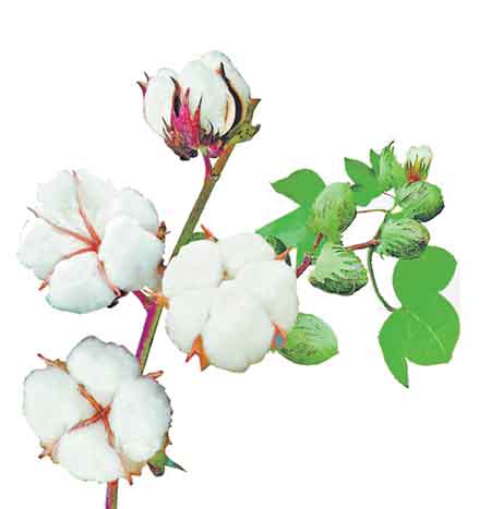 సాగులో పత్తి టాప్‌