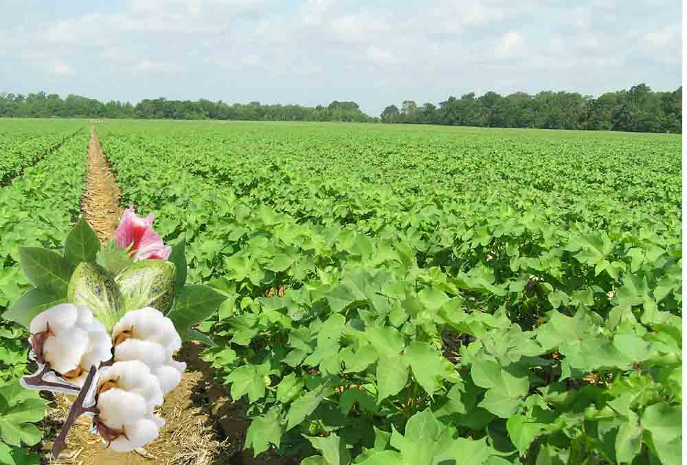 తెల్ల బంగారం @ 7,610