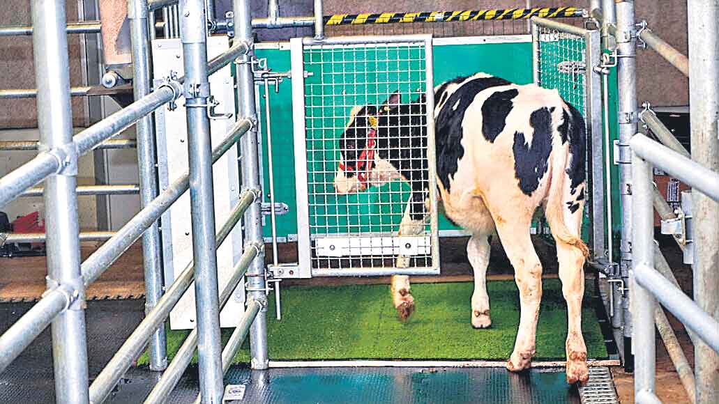 పశువులకూ టాయిలెట్‌!