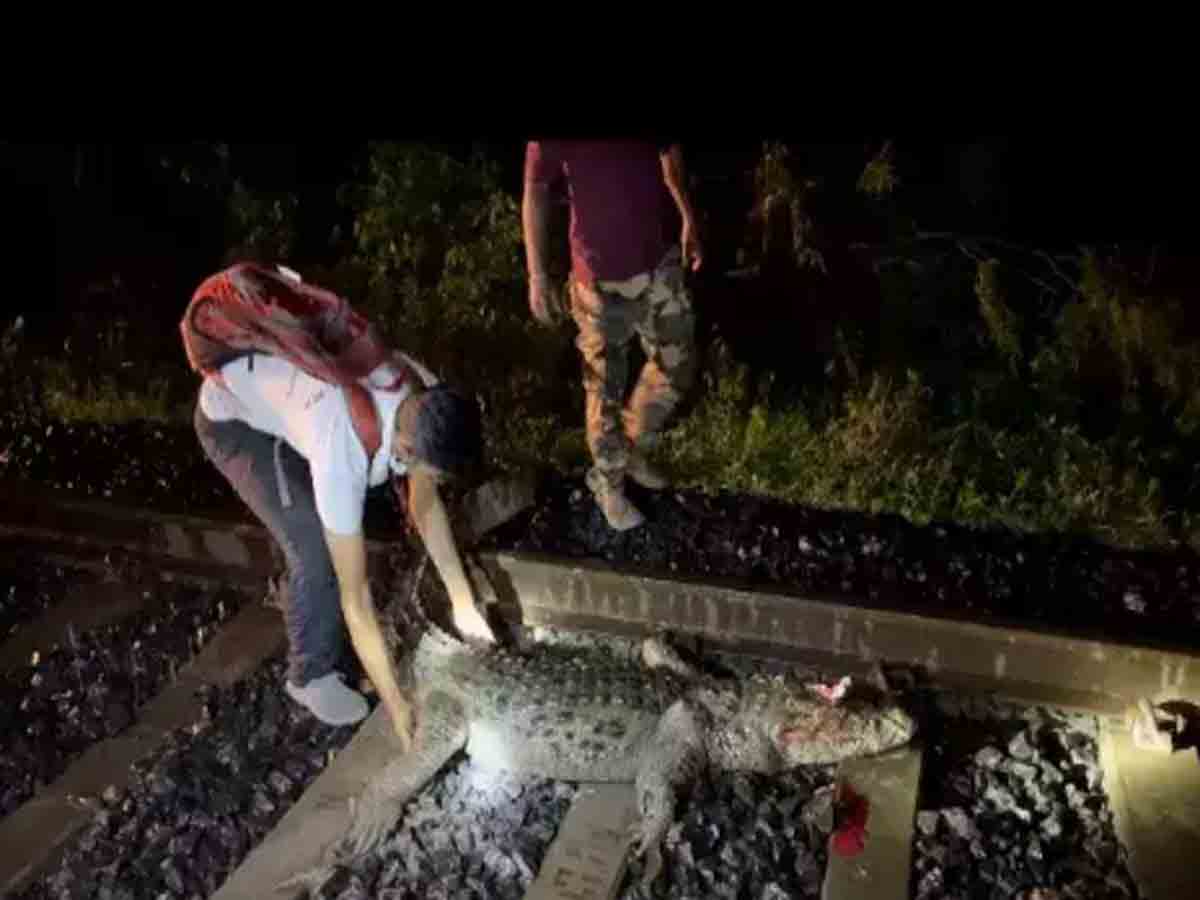 రైలు పట్టాలపై మొసలి.. అరగంట నిలిచిన రాజధాని ఎక్స్‌ప్రెస్‌