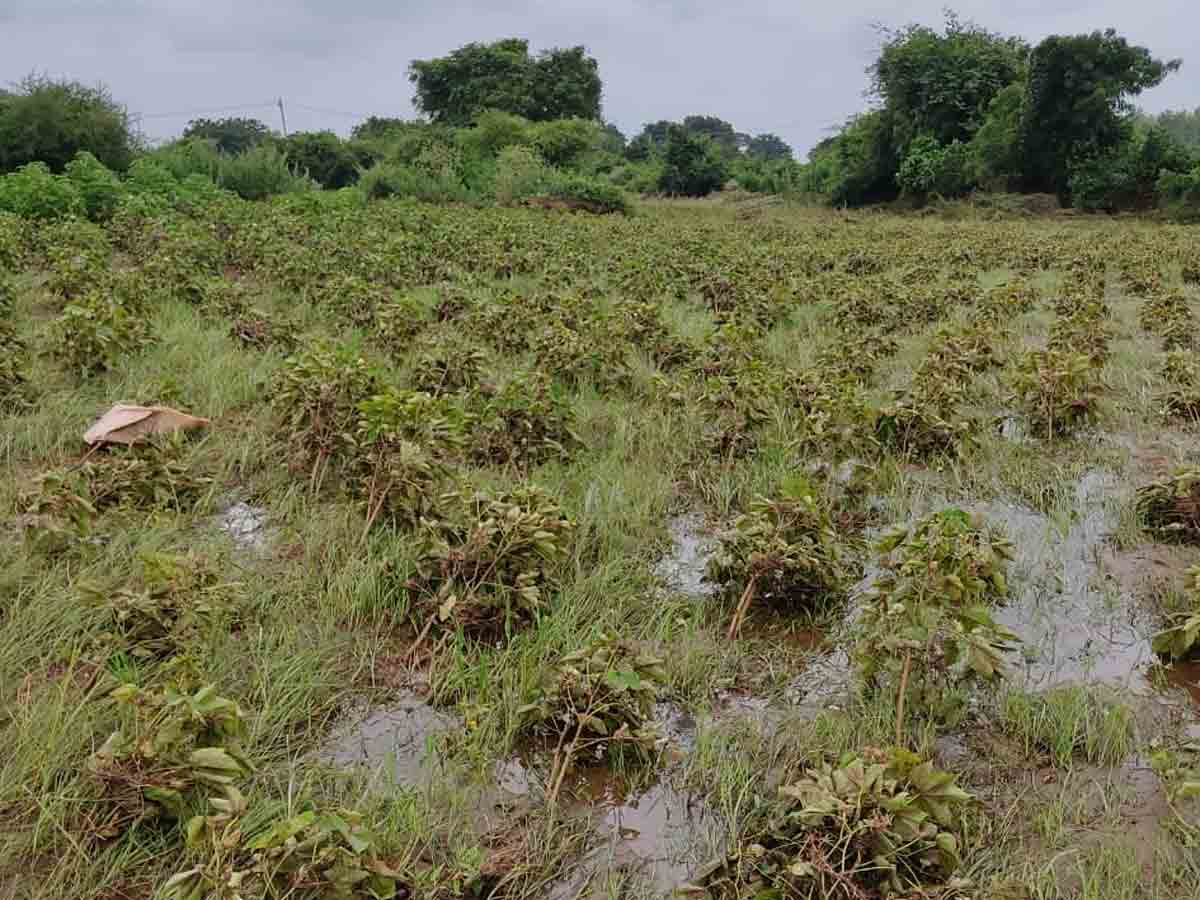 Rains effect | ఖమ్మంజిల్లా వ్యాప్తంగా మిర్చి తోటలకు భారీ నష్టం..ఎంతంటే..?