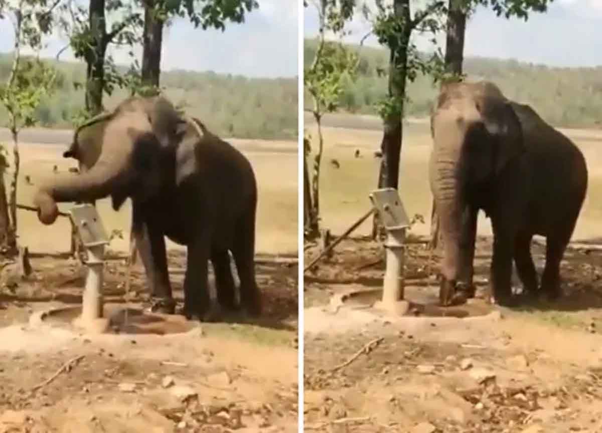 Viral Video : ఈ ఏనుగును చూసి ఎంతో నేర్చుకోవాలి.. ఎందుకో ఈ వీడియోలో చూడండి