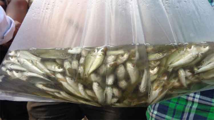 8 నుంచి ఉచిత చేపపిల్లల పంపిణీ