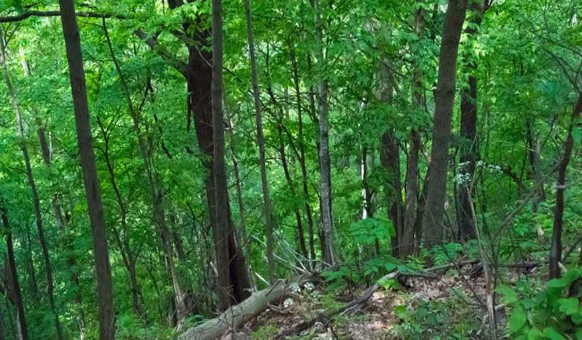 భూమి ఊపిరిపీలుస్తుందా.. ఈ వీడియో చూడాల్సిందే