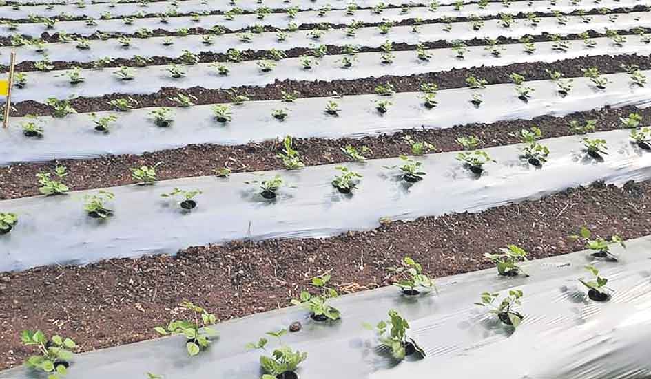 మల్చింగ్‌ మంచిదే!