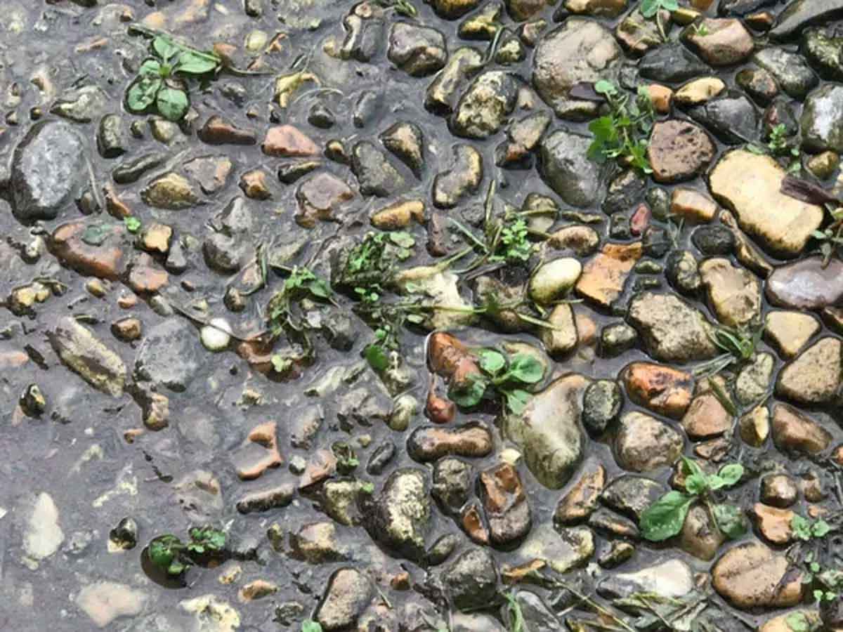 Frog Viral Photo : ఈ ఫోటోలో క‌ప్ప ఎక్క‌డుందో క‌నిపెడితే మీరు గ్రేట్‌