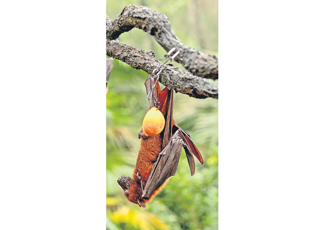 మళ్లీ ‘నిఫా’ కలకలం