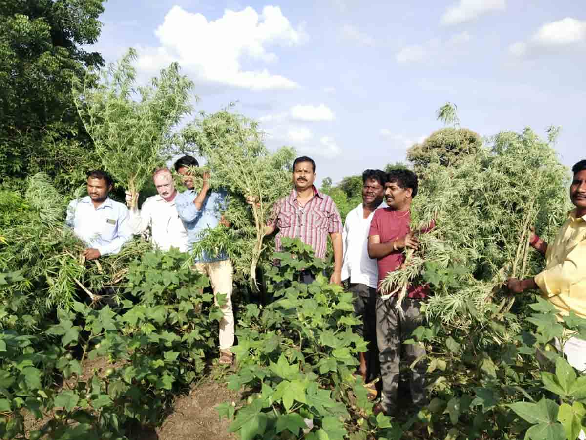 రూ. 5 కోట్ల విలువ చేసే గంజాయి మొక్కలు ధ్వంసం
