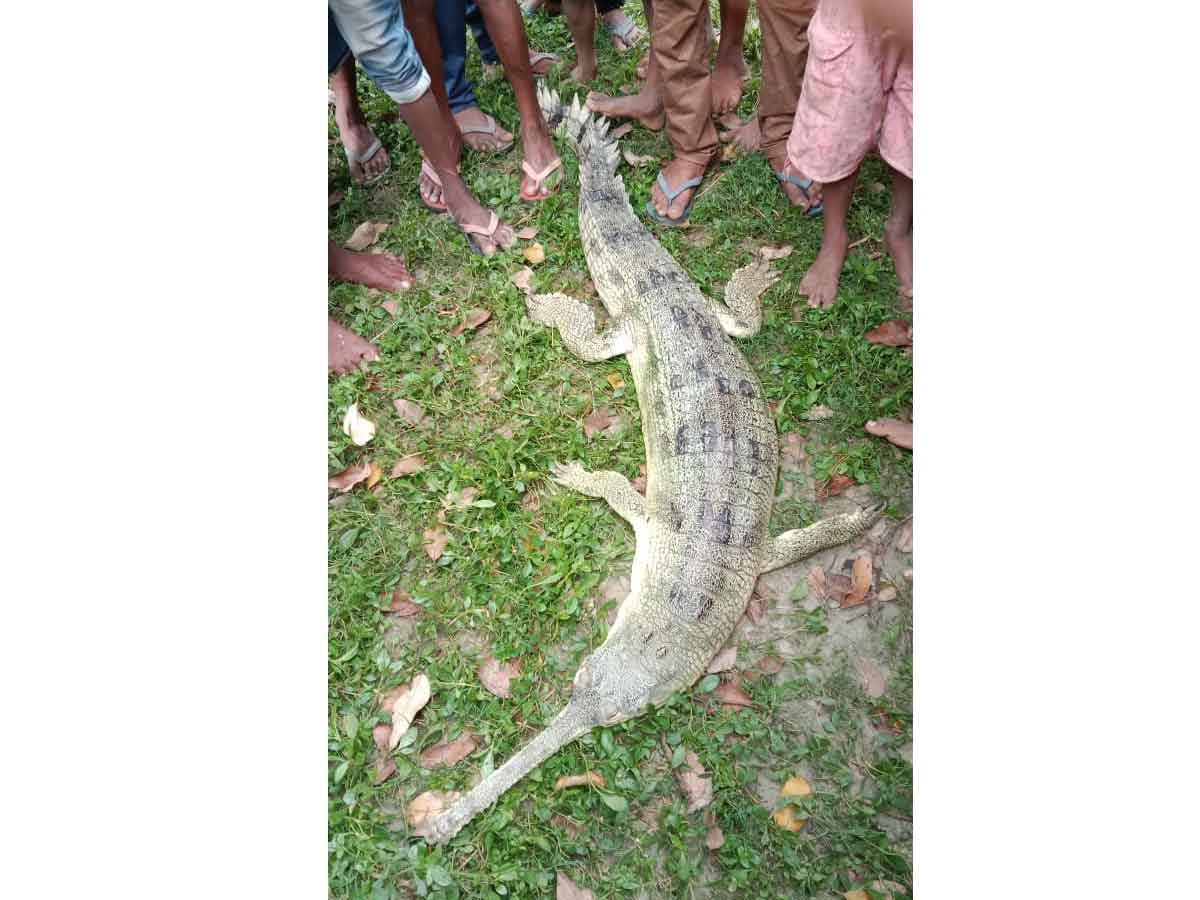 Viral Photo : వ‌ల‌కు చిక్కిన వింత జీవి.. తీరా చూస్తే..!