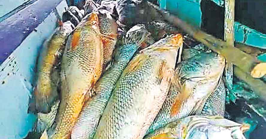 157 చేపలు .. రూ.1.33 కోట్లు