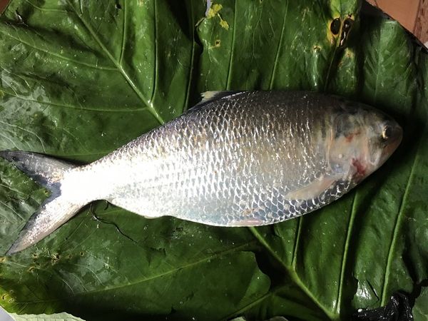 దేశీ జ‌లాల్లో అడుగంటిన చేప : బంగ్లాదేశీ హిల్సాతో జ‌ల్సా!