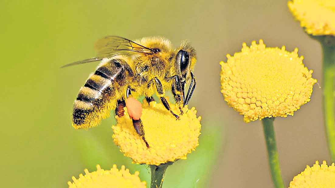 తేనెటీగలతో ఏనుగులకు అడ్డుకట్ట