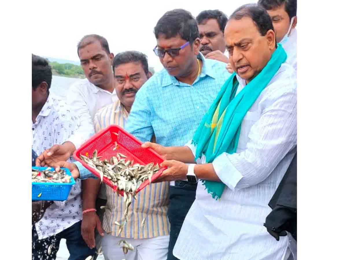 స్వర్ణ ప్రాజెక్టులో చేప పిల్లలు వదిలిన మంత్రి ఐకే రెడ్డి