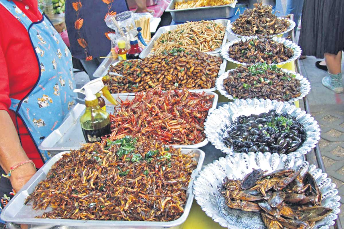 చీమ‌లు, చెద పురుగులతో ఐస్‌క్రీమ్‌లు, ప‌చ్చ‌ళ్లు.. మ‌రెన్నో వెరైటీలు.. తింటే ఎన్నో లాభాలు !!