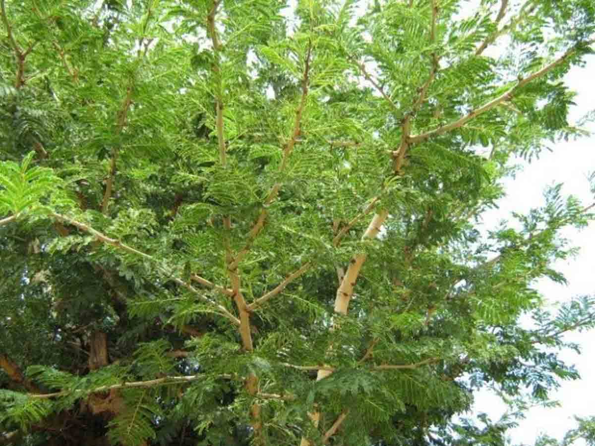 ఆలయంలోని జమ్మి చెట్టును తొలగించిన వారిని అరెస్ట్ చేయాలి