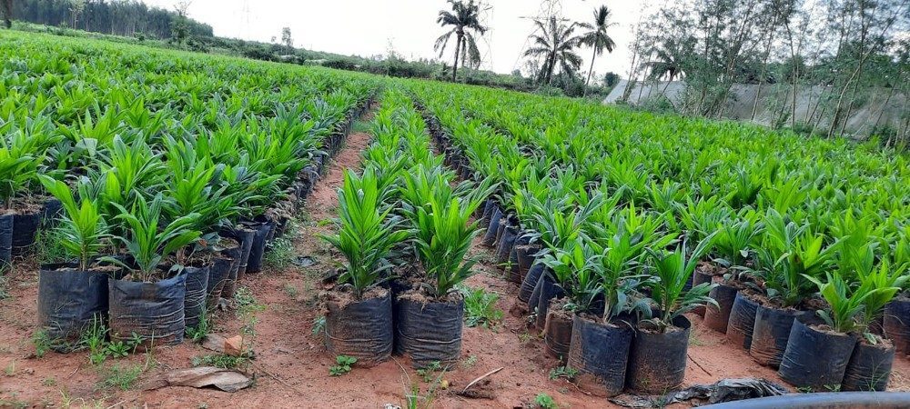 ఆయిల్‌ఫెడ్‌ నర్సరీలో మొక్కల కుంభకోణం