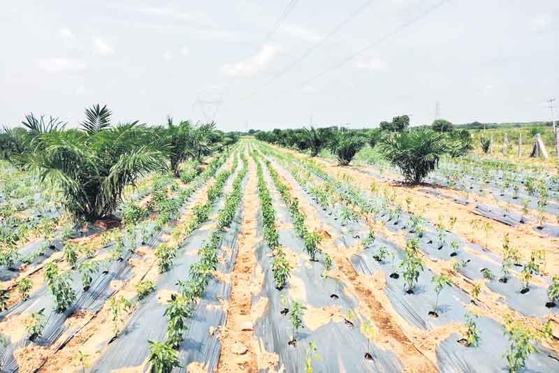 మిర్చి @ లక్ష ఎకరాలు