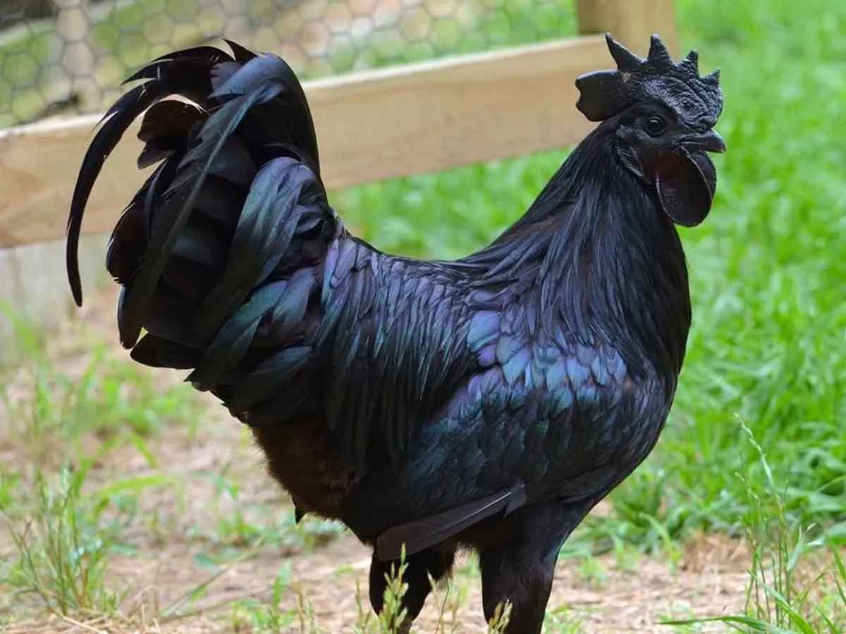 Ayam Cemani : ఈ కోడి ఒళ్లంతా న‌లుపే.. మాంసం, ఎముక‌లు కూడా.. ఏంటి ఈ కోడి స్పెషాలిటీ?